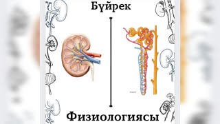 видео: Несеп түзілу механизмдері. Зәр түзу физиологиясы картинка: Несеп түзілу механизмдері. Зәр түзу физиологиясы