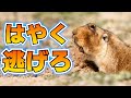エチオピアオオタケネズミ、仲間の忠告をシカトする