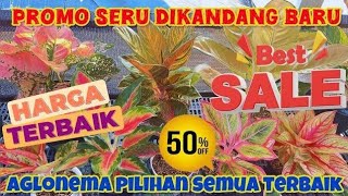 Download Lagu INI YANG DITUNGGU-TUNGGU,, PROMO SERU DENGAN AGLONEMA PALING JADI INCARAN KUALITAS TERBAIK. Eps 1478 MP3 Download Lagu INI YANG DITUNGGU-TUNGGU,, PROMO SERU DENGAN AGLONEMA PALING JADI INCARAN KUALITAS TERBAIK. Eps 1478 MP3