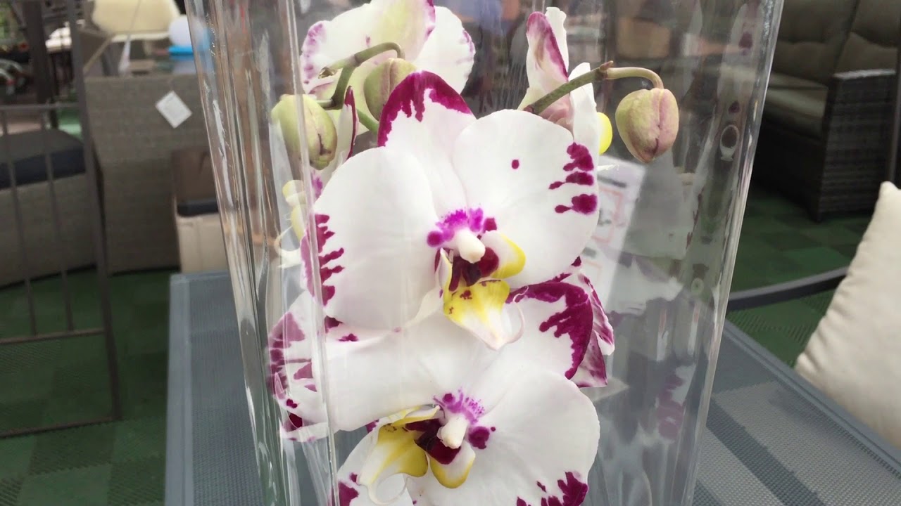 Купить орхидею в ставрополе. Фаленопсис Моцарт. Орхидея Моцарт фаленопсис. Violet Queen фаленопсис. Violette Queen Орхидея.