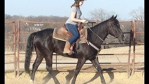 Tassas Little Cat      ***For info, price, etc., go to our website*** Valley View Ranch