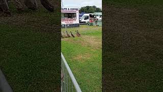 Bantam and Geese Herding 🐓🪿 Fylde Vintage Steam and Farm Show 26 #bantam #geese #herding