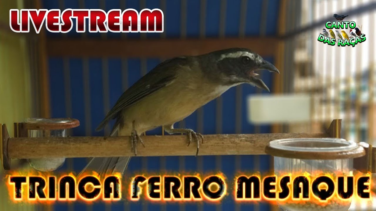 Canto De Trinca Ferro Boiadeiro Puro Trinca Ferro Mesaque Canto Eu To Perdido Youtube