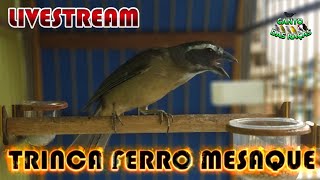 TRINCA FERRO MESAQUE CANTO EU TO PERDIDO