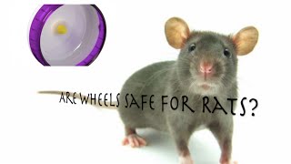 Are Wheels Safe For Rats?