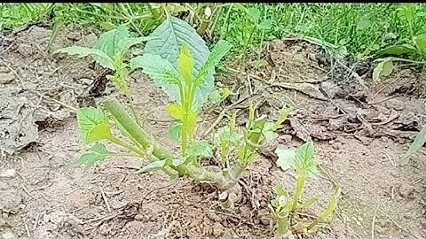 Chăm Sóc Gốc Cây Hoa Thược Dược Đã Cắt Hoa Để Cho Ra Hoa Lần Hai