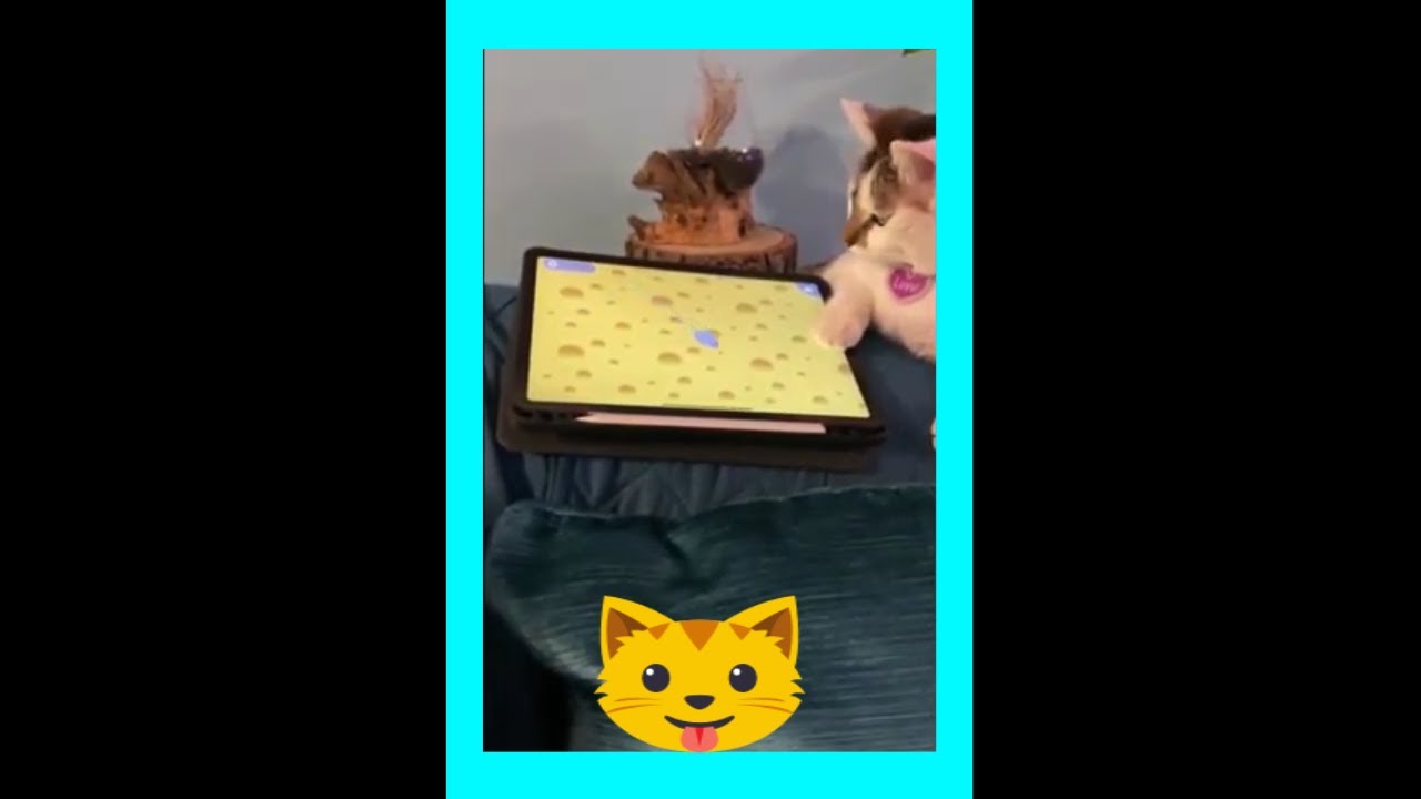 Cat Mouse Chase |YouTube shorts