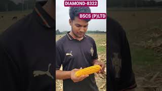 DIAMOND - 8322 Balaji Seeds Crop Sciences Pvt Ltd #bscs #hybridmaize #top10 #best #DON4141