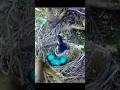 Smart Bird Engineering #facts #new #latest