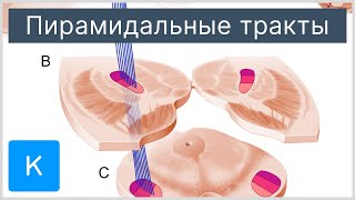 Пирамидальные тракты - Анатомия человека | Kenhub