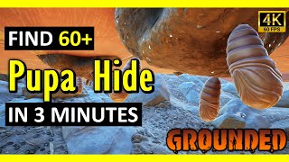 Pupa Location | Grounded (2025)