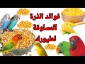 فوائد الذرة المسلوقة لتقوية جميع أنواع طيور الزينة والمغردة بادجي كروان كوكتيل كالوبسيت