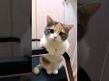 😹 Cats Doing Cats Things 😹 #shorts #funnycat #fyp