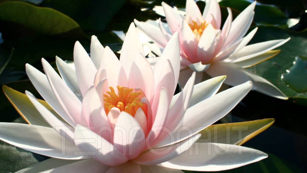 Blooming Water Lily Opening Time-Lapse