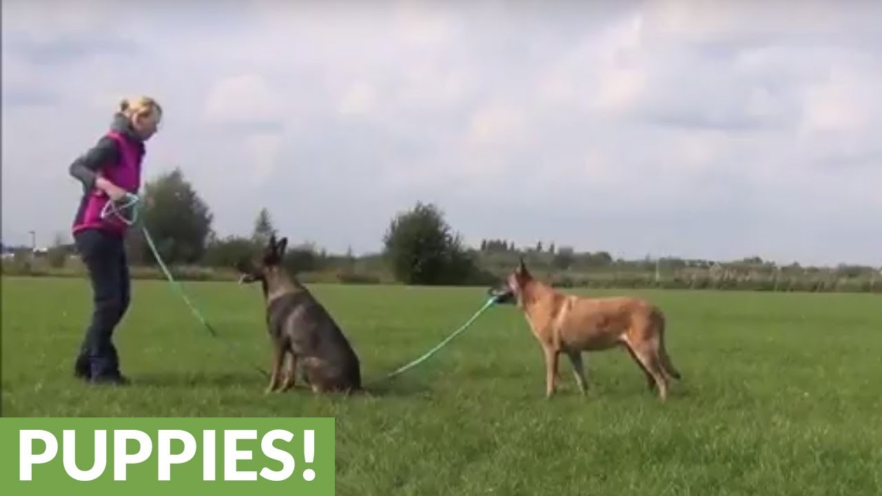 Dog & owner hold rope while other dog jumps - YouTube