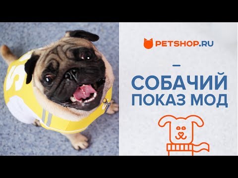 ЗАЧЕМ СОБАКАМ ОДЕЖДА? ОДЕЖДА ДЛЯ СОБАК