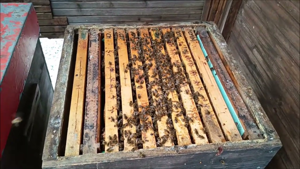 Včely na krásně v rozvoji, ale zásob ubývá rychle, plod již ve včelách je. Vysočina a je 12°C.