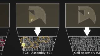 Sleep Reactivation Stabilizes New Cell Assemblies