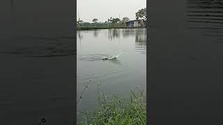 KURANG GREGET !! SEGITU DOANG PERLAWANAN NYA