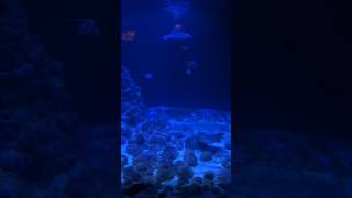 ACQUARIO DELLO ZOO DI VARSAVIA 🇵🇱🐟 #varsavia #polonia #polacco #cracovia #zoo #animali #piranha #€