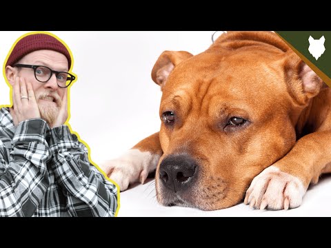 Video: Top 6 İnanılmaz Şeyler Bull Terriers Do