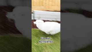 Dog gets zoomies #dog #samoyed #shortsvideo #shorts #short