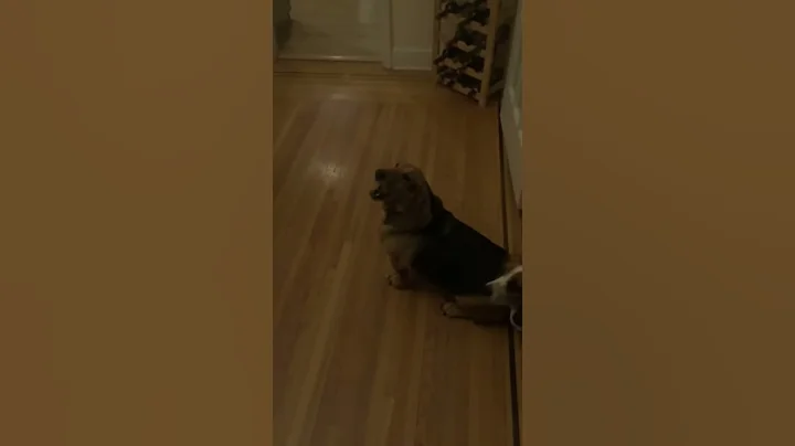 Gigi vs. Treat 2