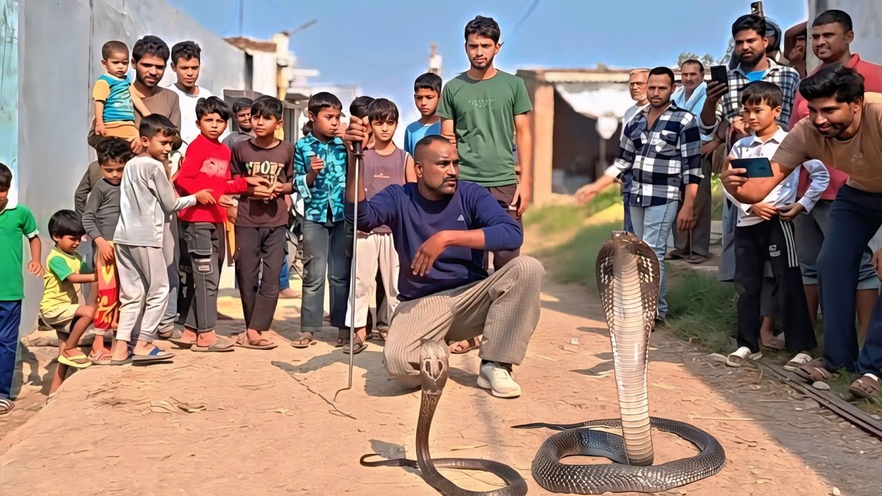 घर के अंदर घाथ लाकर बैठा था ब्लैक कोबरा सांप देखें कैसे रेस्क्यू किया.... 😱🤯😱🤯