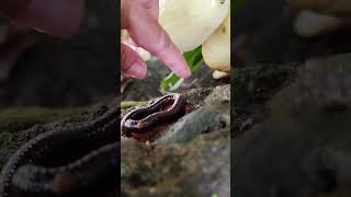 Horror! Big Millipedes Hiding In Water Apple #snailhunter