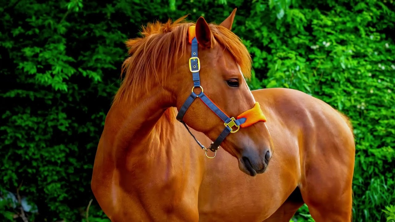 Leather Horse Halters 