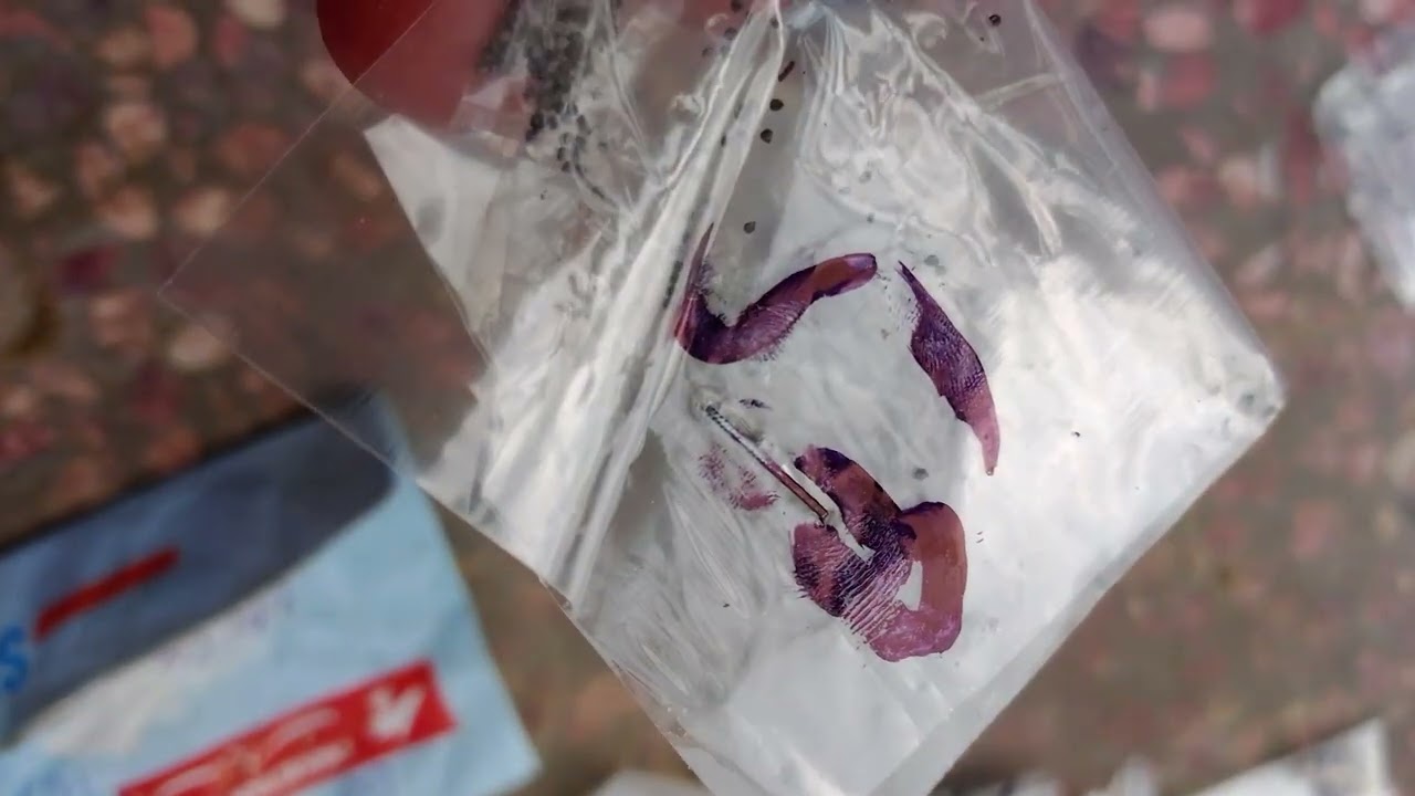 Bad experience for online seeds shopping from PK seeds Pakistan.....