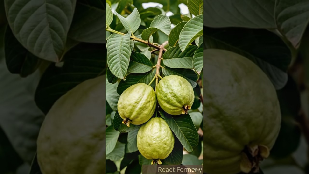 Guava Graft : A Simple Technique for Faster Harvests! 