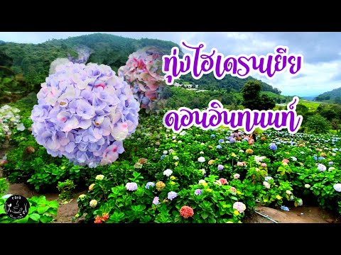 รีวิวเส้นทางไปชมทุ่งดอกไฮเดรนเยีย ดอยอินทนนท์ หมูบ้านผาหมอน #ทุ่งไฮเดรนเยียอินทนนท์ -สวนคุณทองดี