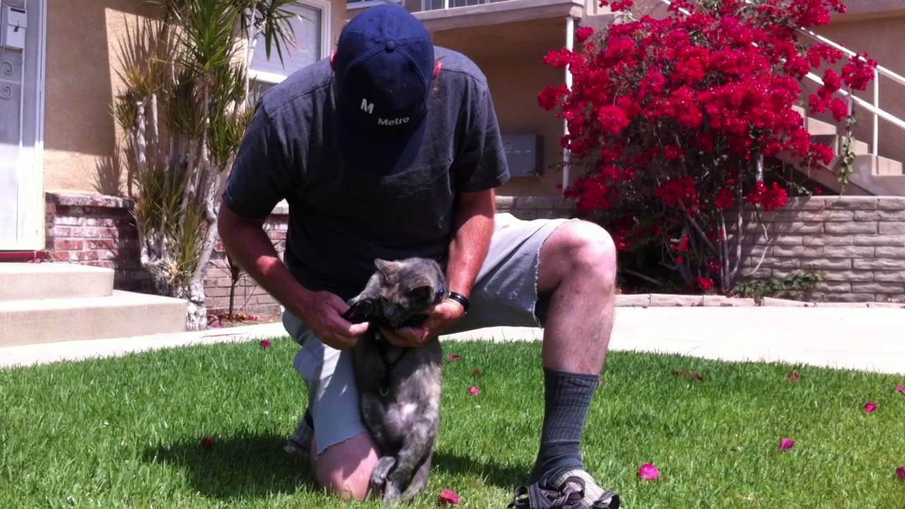 How to Put a Harness and Leash on a Cat - Harley the Cat Tutorial - YouTube
