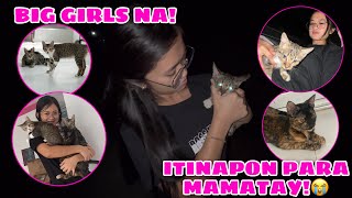 Found Another Kitten On The Side Of The Road! | Cats Update! | Husky Pack TV