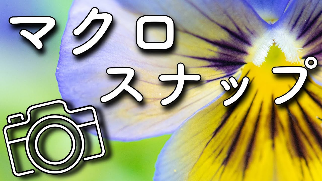 知ってる？【マクロレンズのメリット】micro 105mmで撮影！