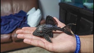 The RARE ROYAL PLECOSTOMUS FISH!!!