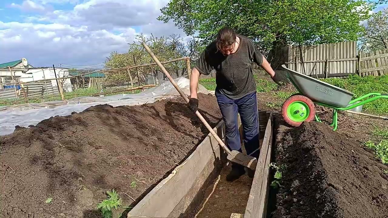 How to Plant and to Grow Blueberries for Amazing result