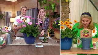 Roberta's 6-piece Sweet Series Hardy Gerber Daisy Plants on QVC