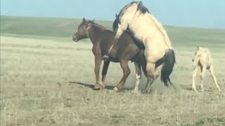 Funny Video Of Horse Unbelievable Moments Of Horse