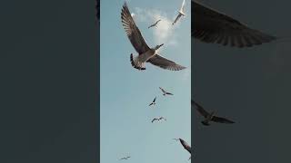 Seagulls Flying Against Blue Sky | No Copyrights | HD _  خلفيات للتصميم طيور وسماء