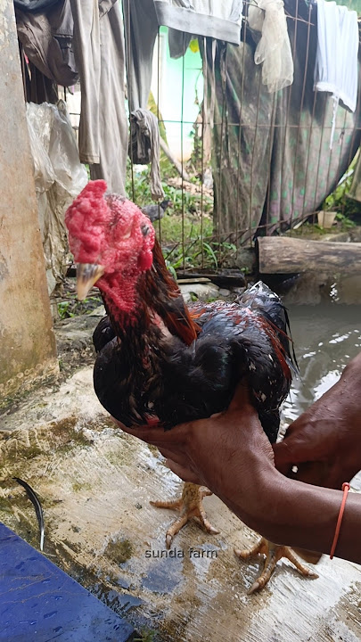 STOP MEMANDIKAN AYAM‼️ Kalo kalian tidak tahu ilmunya #sundafarm