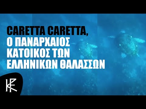 Βίντεο: Διάρκεια ζωής της χελώνας. Ηλικία της χελώνας. Μεγέθη χελώνας