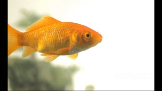 Goldfish's Serene World  Moments screenshot 1