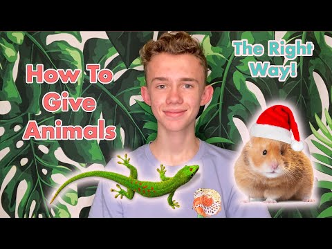 How to Give PETS as gifts! (The safe way!) 🎁