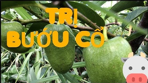 Trái Bình Bát có công dụng trị Bướu Cổ, Tiểu Đường, tiêu chảy, Giun Sán | Chuối Tá Quạ ohkhon