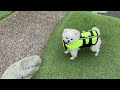 ドギーズアイランドで水遊びをするマヨの続き
