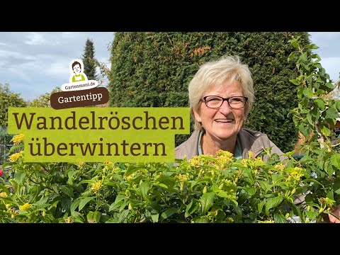 Video: Lantana-Überwinterung: Erfahren Sie mehr über die Winterpflege für Lantanas