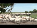 Cantos de Vaquería, una tradición que se resiste a desaparecer