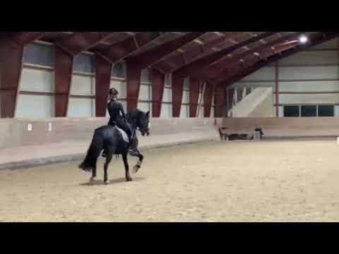 FEI Dressage Pony for Sale: Vognmandgaardens Bentley